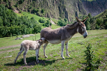 female donkey feeds the cub against the background of the mountains