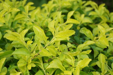 Gold mound leaves. Also called Sinyo nakal, Duranta erecta, teh-tehan, alba, aurea, geisha girl, sapphire showers and variegata