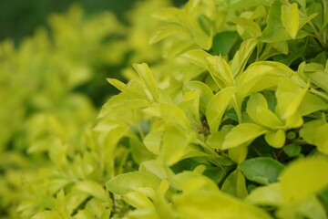 Gold mound leaves. Also called Sinyo nakal, Duranta erecta, teh-tehan, alba, aurea, geisha girl, sapphire showers and variegata