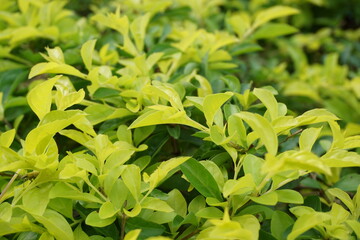 Gold mound leaves. Also called Sinyo nakal, Duranta erecta, teh-tehan, alba, aurea, geisha girl, sapphire showers and variegata