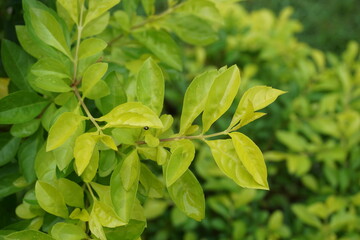 Fototapeta premium Gold mound leaves. Also called Sinyo nakal, Duranta erecta, teh-tehan, alba, aurea, geisha girl, sapphire showers and variegata
