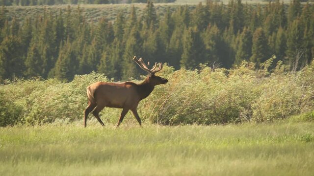 Elk Walking over the Grassland in 4K
