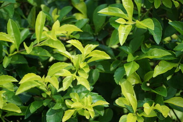 Gold mound leaves. Also called Sinyo nakal, Duranta erecta, teh-tehan, alba, aurea, geisha girl, sapphire showers and variegata