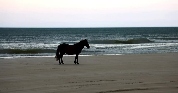 Slow motion view of wild stallion standing on beach with waves crashing in background with bright sunrise sky. Outer Banks horse near Corolla and Carova on shoreline with sun rising over ocean behind.