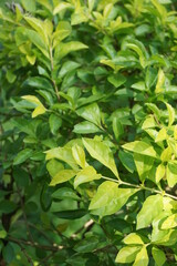 Fototapeta na wymiar Gold mound leaves. Also called Sinyo nakal, Duranta erecta, teh-tehan, alba, aurea, geisha girl, sapphire showers and variegata