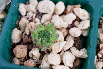 多肉植物