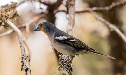 Common Chaffinch - El Hierro subspecies