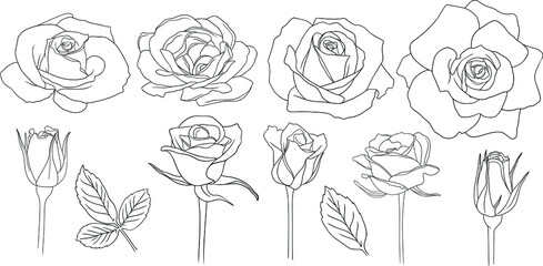 Roses flowers isolated on white. Hand drawn line vector illustration. Eps10