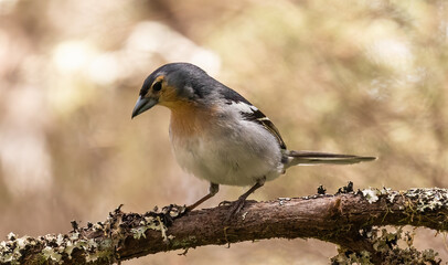 Common Chaffinch - El Hierro subspecies