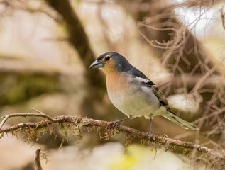 Common Chaffinch - El Hierro subspecies