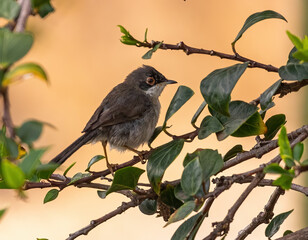 Sardinian warbler