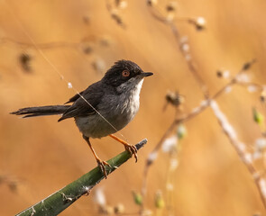 Sardinian warbler