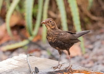 Juvenile blackbird