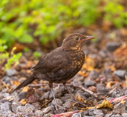 Juvenile blackbird