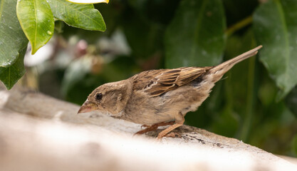 Spanish Sparrow (female)
