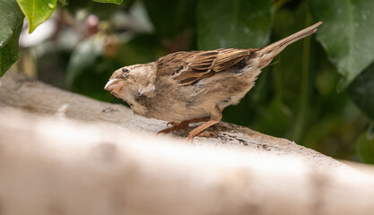 Naklejka na ściany i meble Spanish Sparrow (female)