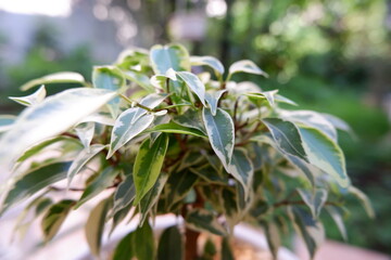 観葉植物　ベンジャミン