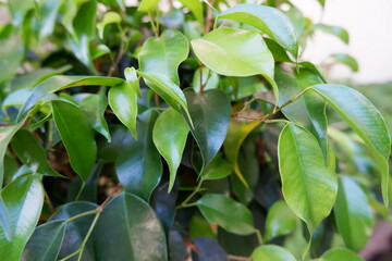 観葉植物　ベンジャミン