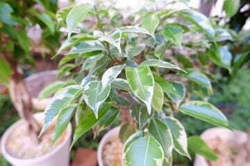 観葉植物　ベンジャミン