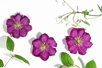 Pink purple clematis flowers isolated on white background. Border or frame for your text. Floral summer or spring background. Greeting card.
