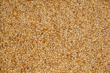 sprouted barley for the preparation of malt.ingredients for making beer