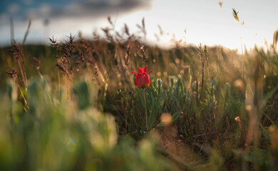 beautiful wildflowers in the sunset rays. Wild tulips Schrenk in the steppes of the Kerch Peninsula at sunset.