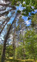 Fototapeta premium Scenic landscape of sunny summer mixed forest with tall pines reaching towards a bright blue sky
