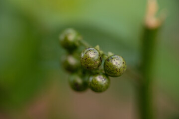 Macro shot of a solanum nigrum, the European black nightshade or simply black nightshade or blackberry nightshade