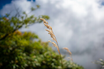 Fototapeta premium 新潟県糸魚川市、妙高市にある火打山、妙高山の登山をしている風景 Scenery of climbing Mount Hiuchi and Mount Myoko in Itoigawa and Myoko City, Niigata Prefecture.