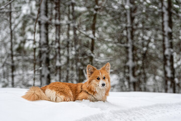 Welsh Corgi Pembroke on a walk in a beautiful winter forest