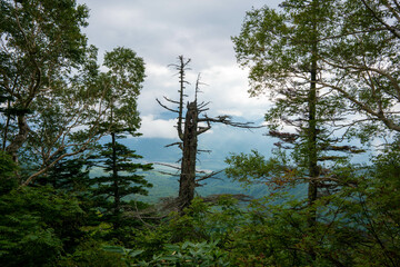 Fototapeta premium 新潟県糸魚川市、妙高市にある火打山、妙高山の登山をしている風景 Scenery of climbing Mount Hiuchi and Mount Myoko in Itoigawa and Myoko City, Niigata Prefecture.