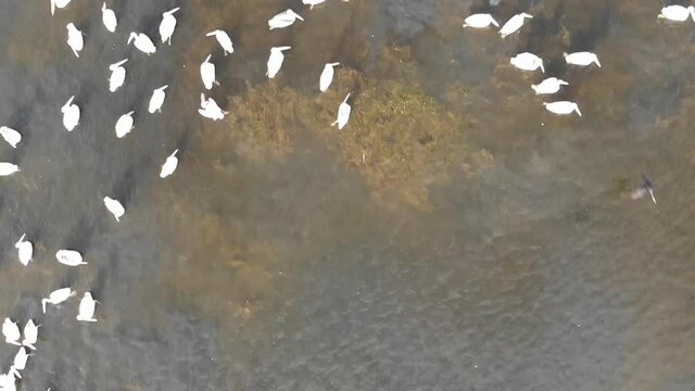 Kalmykia, nature reserve. Pelicans on the water.