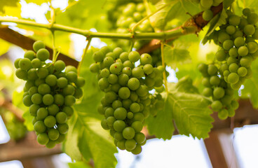bunch of fresh green grapes in the greenhouse