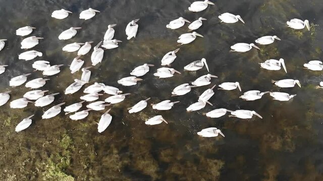 Kalmykia, nature reserve. A flock of pelicans swims in shallow water.