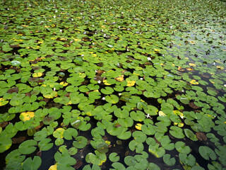 スイレンが繁茂した池
