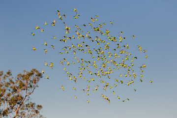 Budgerigar Flying Overhead