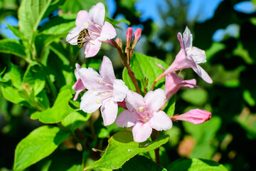 Close up of delicate white Weigela florida plant with flowers in full bloom in a garden in a sunny spring day, beautiful outdoor floral background photographed with soft focus.