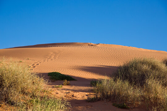 Looking through the spinifex up large red sand dune