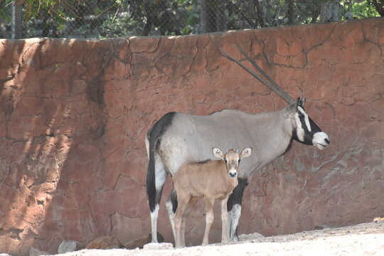 A mother Orxy and her loving offspring is staying close to each other.