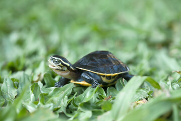 Little Local Turtle on Grasses