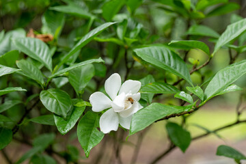 common gardenia