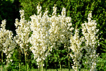 Many delicate white flowers of Yucca filamentosa plant, commonly known as Adam’s needle and thread, in a garden in a sunny summer day, beautiful outdoor floral background..