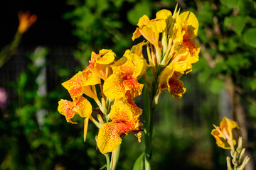 Vivid yellow and red flowers of Canna indica, commonly known as Indian shot, African or purple arrowroot, edible canna or Sierra Leone arrowroot, in soft focus, in a garden in a sunny summer day.
