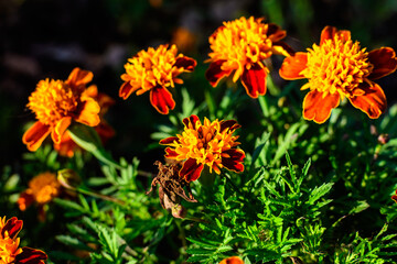 Large group of orange tagetes or African marigold flowers in a a garden in a sunny summer garden, textured floral background photographed with soft focus.