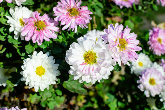 Many vivid pink and white Chrysanthemum x morifolium flowers in a garden pot in a sunny autumn day, beautiful colorful outdoor background photographed with soft focus.