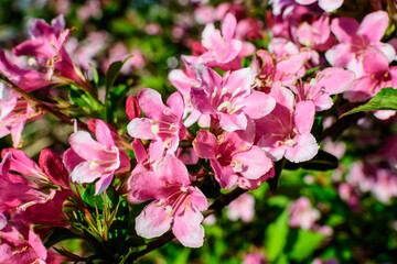 Close up of vivid pink and white Weigela florida plant with flowers in full bloom in a garden in a sunny spring day, beautiful outdoor floral background photographed with soft focus