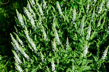 Large evergreen shrub with flowers of Salvia White Rain (Whorled Sage) perenial plant and vivid green leaves in a garden in a sunny summer day.