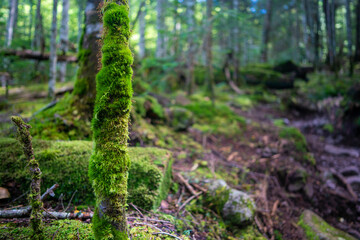 長野県茅野市と北佐久郡立科町にある八ヶ岳連峰の蓼科山の登山の風景 A view of climbing Mount Tateshina in the Yatsugatake mountain range in Chino City and Tateshina Town, Kitasaku County, Nagano Prefecture.