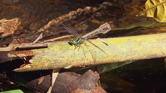 A dragonfly has found a sunny spot next to a stream and enjoys the sunshine and peace. Filmed in Kaeng Krachan National Park, Thailand.
