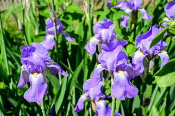Close up of blue iris flowers on green, in a sunny spring garden, beautiful outdoor floral background photographed with soft focus.